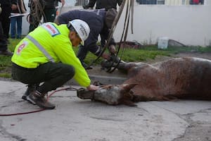 Denunció que había desaparecido su yegua y la encontraron dos días después dentro de una alcantarilla