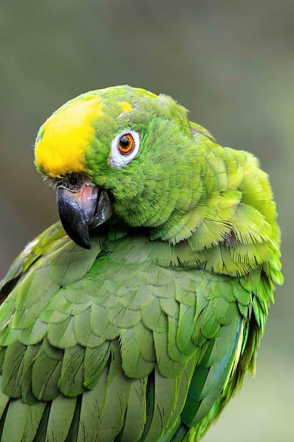 Depende de la especie, pero los loros pueden vivir entre 10 y 80 años (Foto ilustrativa: PIXABAY)