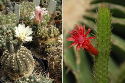 Der.: Gymnocalycium. Izq.: Cleistocactus samaipatanus