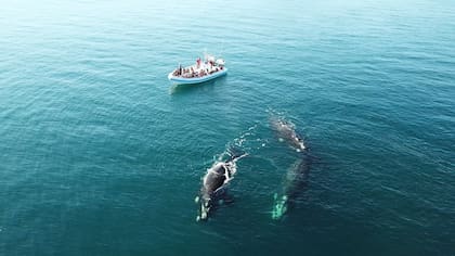 Desafiar el frío para observar a estos mamíferos que eligen las tranquilas aguas de Península Valdés para reproducirse es una experiencia única