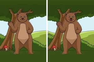 Desafío viral: encuentra las diferencias entre los osos en menos de cinco segundos