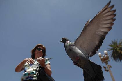 Desaparecieron las palomas de Retiro y Recoleta