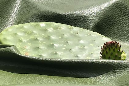 Desarrollado en México, el cuero de nopal reemplaza al plástico y también a los cueros de animales.