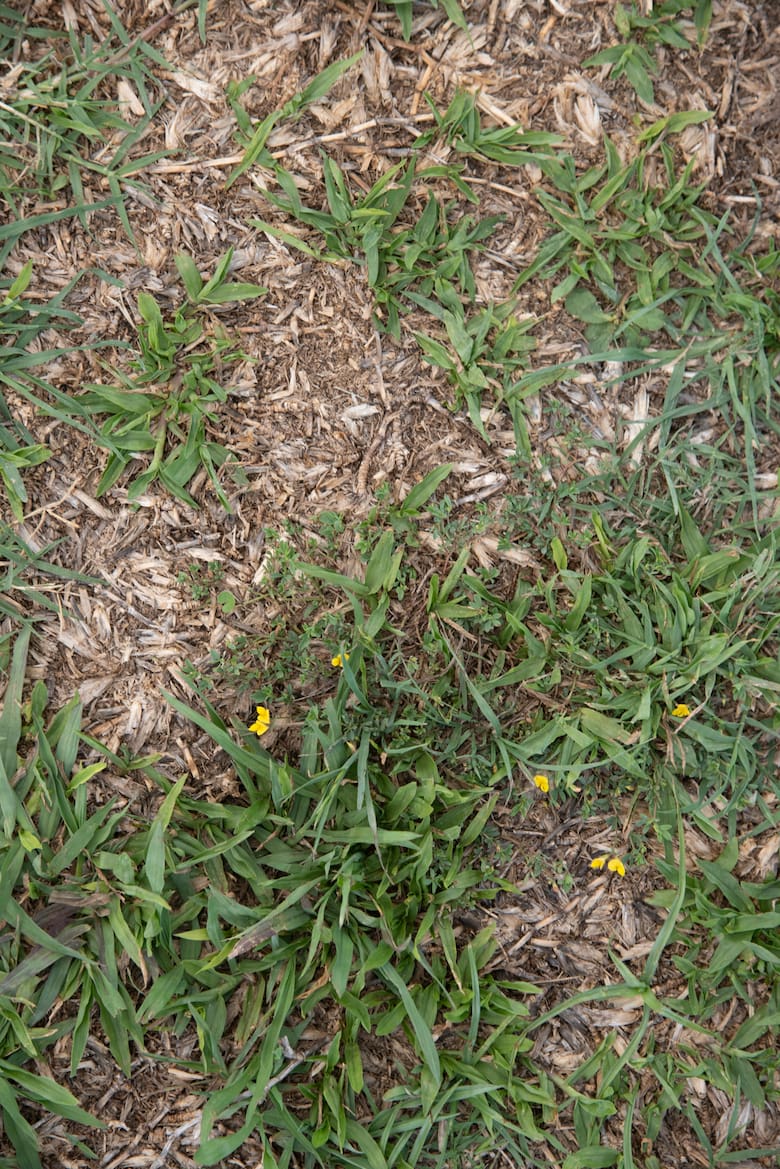 Plaga silenciosa: los picudos avanzan en jardines urbanos y amenazan la salud de los céspedes en toda Argentina