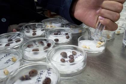 Desarrollo. EN GDM las mejores variedades en rinde vuelven a la
cría y se recombinan