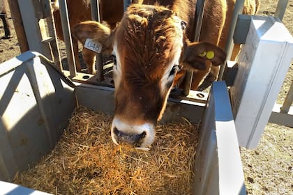 Los comederos inteligentes, entre otros productos, buscan una medición