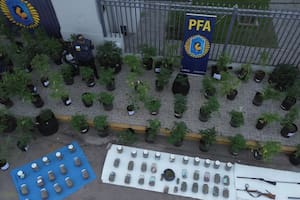 Dos universitarios dirigían el cultivo y la venta de marihuana en una provincia