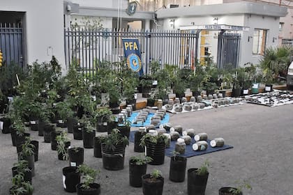 desbaratan una banda narco liderada por estudiantes universitarios