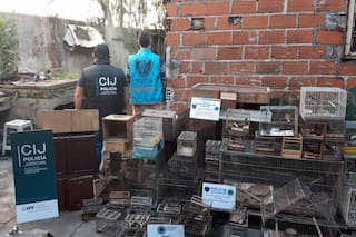 Rescatan a más de 50 pájaros tras desbaratar una red de caza furtiva de aves en la Ciudad y en Banfield