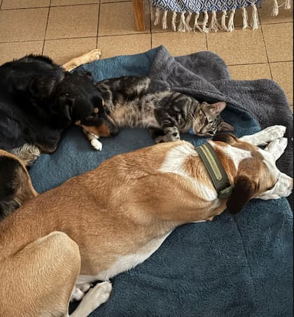 Descansando con parte de la manada.