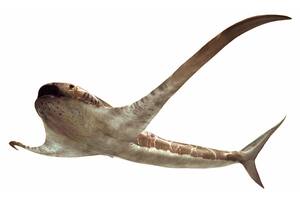 Increíble hallazgo: descubren el fósil de un “tiburón con alas”