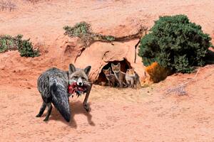 Descubren en San Pedro una madriguera con los restos de un guanaco joven