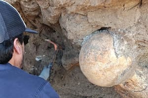 Dos turistas encontraron el fémur de un perezoso gigante que vivió hace 400 mil años: "Una verdadera bestia"