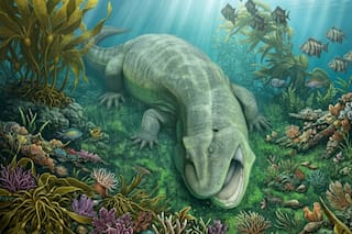 Descubren una especie de vertebrado conocido como el “fósil viviente” del Amazonas