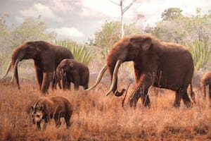 Descubren los restos de tres mastodontes en Perú y señalan la causa que los llevó ahí