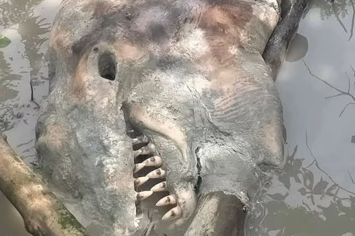 La terrorífica criatura de cuatro metros que hallaron pescadores en un pantano