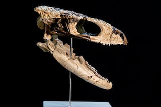 Descubren un reptil de 70 millones de años que sorprende a los científicos