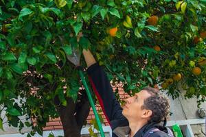 Descubrí cómo cosechar fruta gratis de miles de árboles porteños
