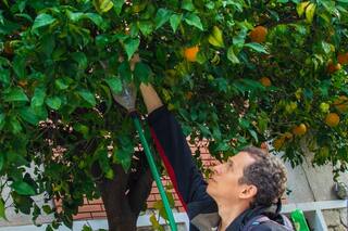 Descubrí cómo cosechar fruta gratis de miles de árboles porteños