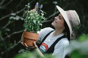 Descubrí cuál es la planta que permite proteger sus funciones cognitivas