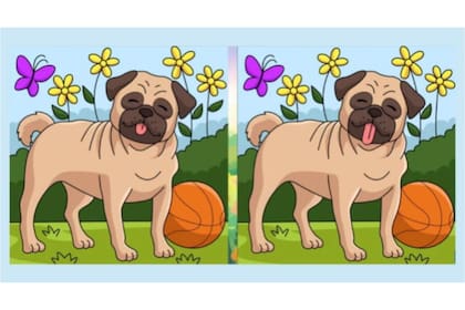 Descubrí las tres diferencias que se esconden en estas imágenes