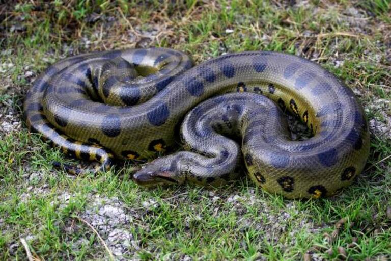 Descubren a la serpiente más grande del mundo en la selva amazónica y un detalle los dejó perplejos