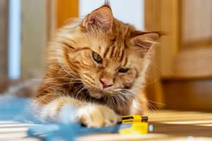 Descubrieron que a los gatos pelirrojos o de color naranja les falta una sección de su código genético