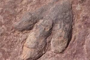 Hallazgo histórico en China: encuentran más de 400 huellas fosilizadas de tres tipos de dinosaurios