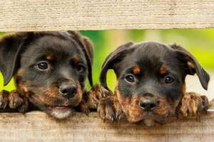 Desde 1929 se conmemora este día. Fuente: Pixabay