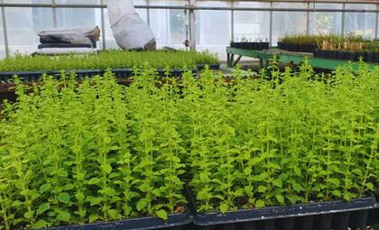 Desde 2006 que ambos organismos trabajan en un proyecto sobre orégano y en diversos estudios sobre la especie, donde Magno INTA es el cuarto cultivar que obtienen