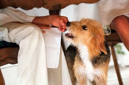 Desde ajo a chocolate, los alimentos que los perros no deben comer