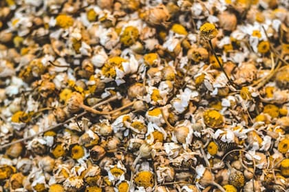 Desde ayudar a regular el azúcar en sangre a mejorar la digestión: todos los beneficios de esta hierba medicinal