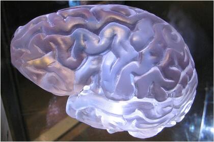Desde conducir un auto y resolver problemas matemáticos hasta gestionar las emociones y regular el ciclo del sueño, el cerebro desempeña un papel fundamental en cada aspecto de la vida cotidiana