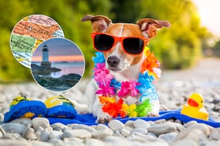 La “regla del perro” que comienza a regir en Massachusetts este 1° de abril