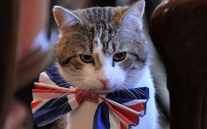 Desde el año 2011, Larry es el jefe cazador de ratones oficial de Downing Street