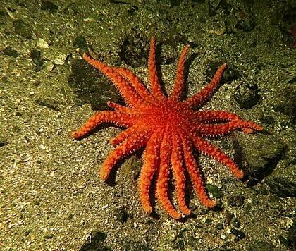 Desde el inicio de la epidemia marina en 2013, se estima que murieron más de 5000 millones de estrellas de mar girasol