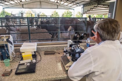 Desde el laboratorio, los veterinarios observan a los animales.