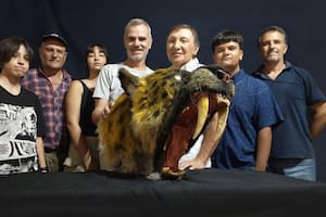 Un grupo de científicos descubrió fragmentos de un tigre dientes de sable en San Pedro