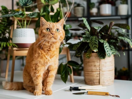 Desde el polen, el humo de cigarrillo, los productos de limpieza e incluso los perfumes, estos factores pueden provocar estornudos frecuentes e irritación en la nariz y los ojos (Foto: Freepik)