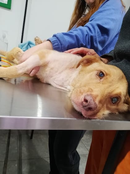 Desde el primer momento, Pelusa se portó "como un sol".