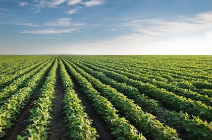 Desde el próximo año Europa no comprará soja que provenga de zonas deforestadas