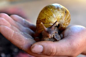 Aparecieron caracoles africanos gigantes en la Argentina y son peligrosos