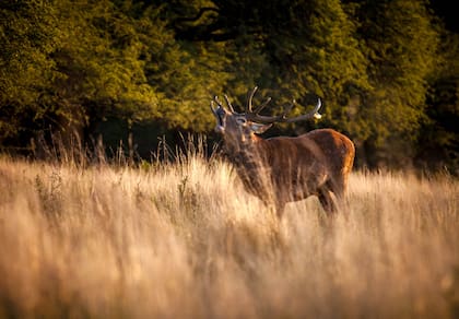 Desde finales de febrero hasta finales de abril es buena época para ver la brama de los ciervos en el Parque Luro.