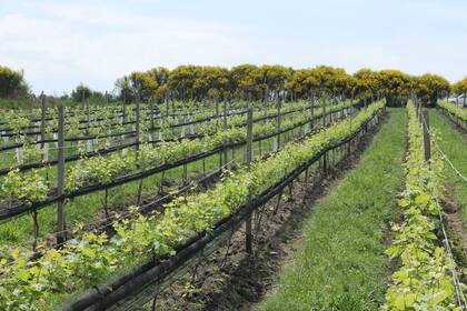 Desde hace 14 años Cordón Blanco elabora vinos en Tandil