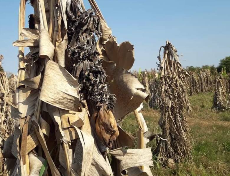 Crisis en la producción de bananas: productores piden medidas urgentes para sobrevivir