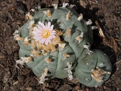 Desde hace siglos, el cactus Peyote ha sido utilizado por algunas comunidades indígenas americanas para rituales religiosos y el tratamiento de enfermedades