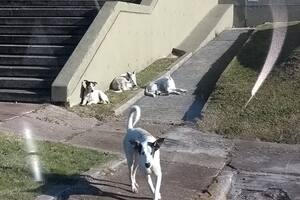 Ciudad Universitaria: Preocupan los ataques de un grupo de perros a docentes