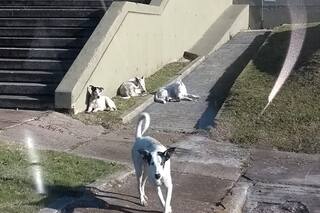 Ciudad Universitaria: Preocupan los ataques de un grupo de perros a docentes