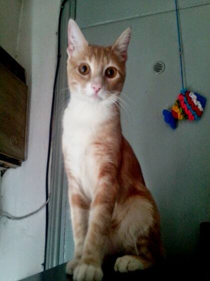 Desde la alturas de un CPU.