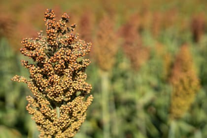 Desde la campaña 2014/15 hasta la 2017/18, Estados Unidos era el proveedor protagónico de sorgo a China. La guerra comercial afectó luego las exportaciones